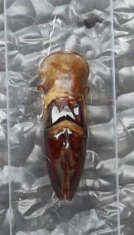 Réf. 211 033 : Rhabdotis bouchardi